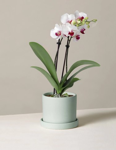 petite white orchid in mint green pot