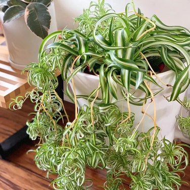 spider plant with hanging baby plants in white pot