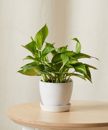 pothos plant in white pot