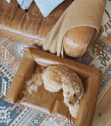 Blvd Couch Leather Dog Bed