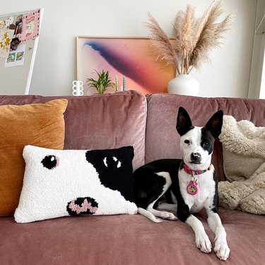 Living room with blush pink sofa, caramel throw pillow, black and white dog and dog pillow