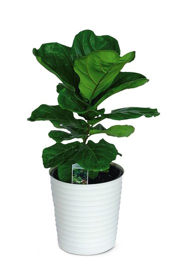 aldi fiddle leaf fig