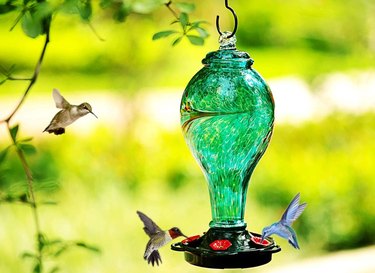 Glass hummingbird feeder with ant moat.