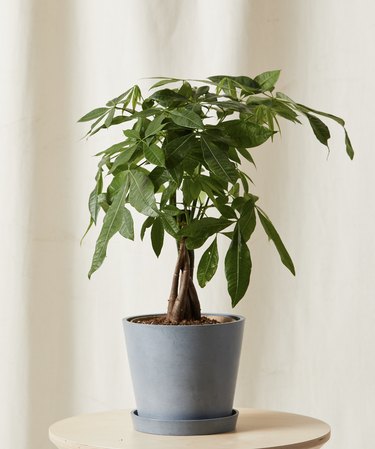 Money Plant