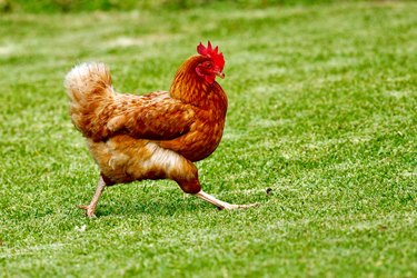 Chicken walking on green grass.