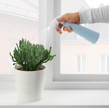 person using blue spray bottle on a plant