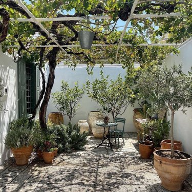 Patio with potted trees and herbs, chair, table, arbor.