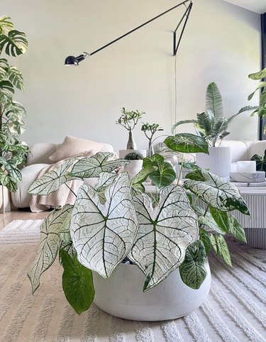 Living room with indoor plants, modern wall sconce.