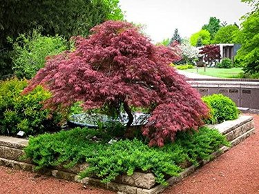 Red Dragon weeping Japanese maple tree.