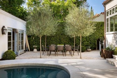 gravel patio with lollipop olive trees