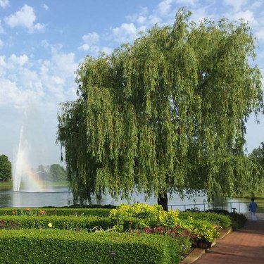 A willow tree by a fountain