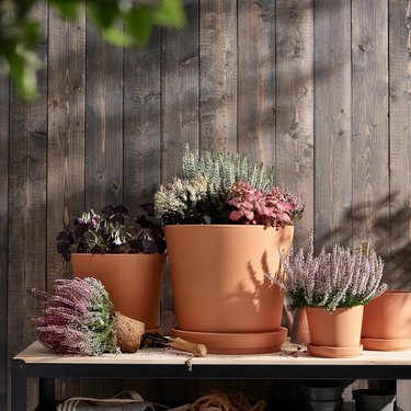 Four brown pots with cacti in front of a wooden fence.