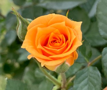An aerial view of a single orange rose surrounded by leaves