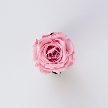 A single pink rose on a white surface