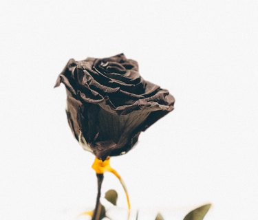 A single black rose on a white background