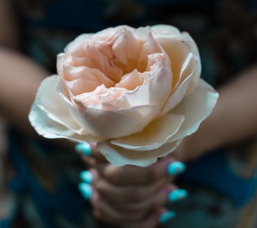 Two hands holding a single ivory rose