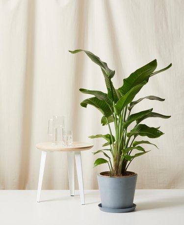 Bird of Paradise plant in slate colored planter