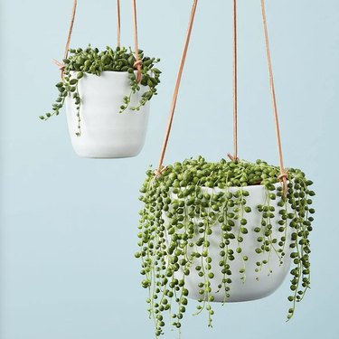 String of Pearls hanging plants