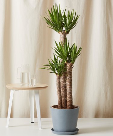 Yucca cane plant in slate colored planter