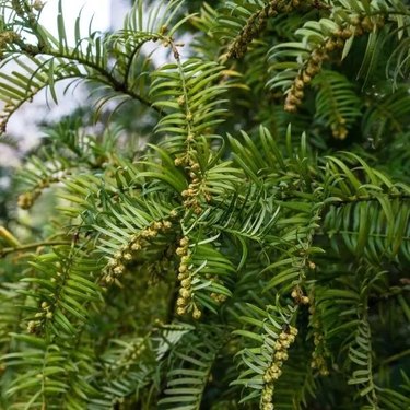 Types of Yew Shrubs | Hunker