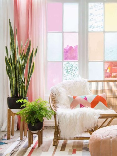 A bright and sunny living room with a green plant and window panes covered with film in shades of pink.