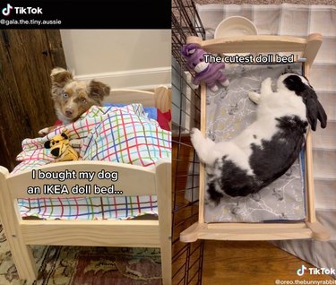 TikTok split screen of a dog in a doll bed and a bunny in a doll bed