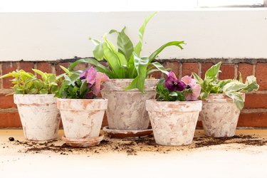 Simple Painted Pots for plants - Alice and Lois