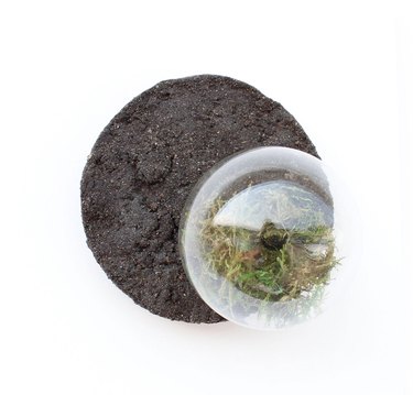 soil and moss sculpture with resin bulb by sasinun kladpetch