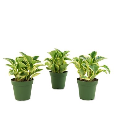 Peperomia Obtusifolia plants