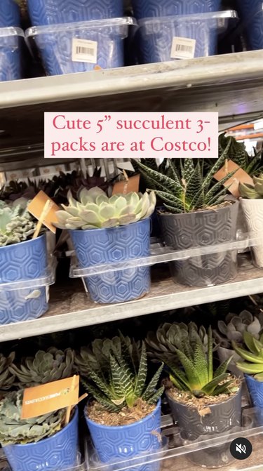 costco succulent three-pack