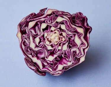 red cabbage on light purple background