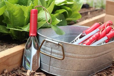 A silver trowel with a red handle next to a bucket and a leafy vegetable growing in a raised bed