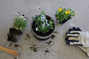 Violas planted in a gray planter pot