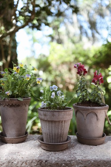 Three gray pots with edible flowers on a stone garden bench