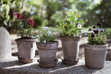 Four gray pots with edible flowers on a stone garden bench