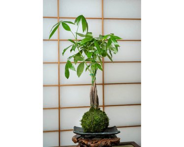 Money Tree with root ball on table in front of wall screen