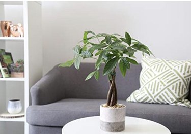 Money Tree on table in room with gray sofa