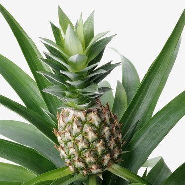 A small pineapple growing out of a pineapple plant.