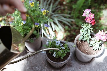 Watering edible flowers in pots