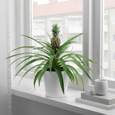 A pineapple plant in a white pot sits on a white windowsill next to a small stack of books with a decorative white bowl on top.
