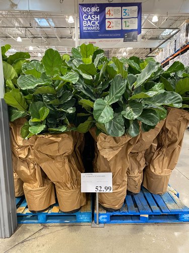 A pallet of very large fiddle leaf fig plants on a pallet in Costco.