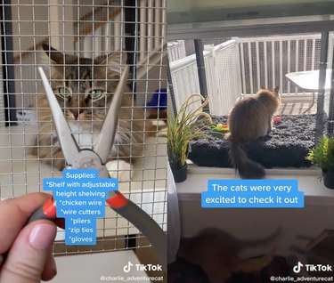 TikTok stills of a hand holding pliers with cat nearby and a cat enjoying a catio