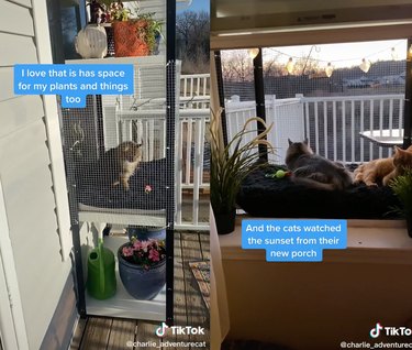 Split screen of cats in a catio