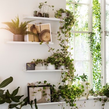 IKEA shelving near window decked out with plants