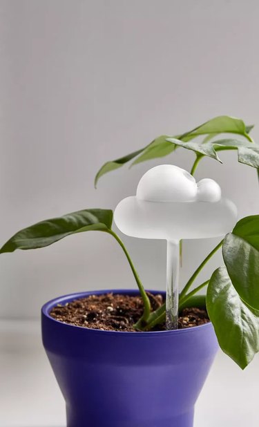 cloud-shaped watering bulb in pot with plant