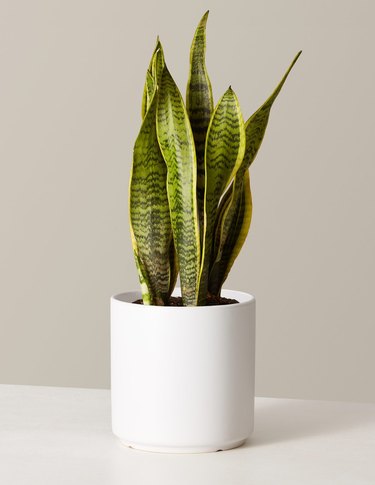 the sill snake plant