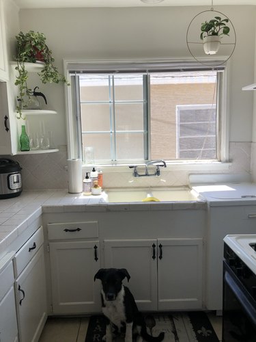 White kitchen with dog