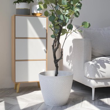 white pot with plant