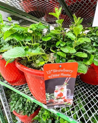 costco strawberry mint planter