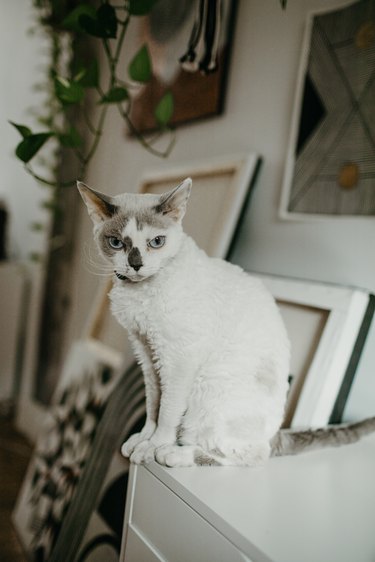 Sofia Shu's cat Cookie in art studio